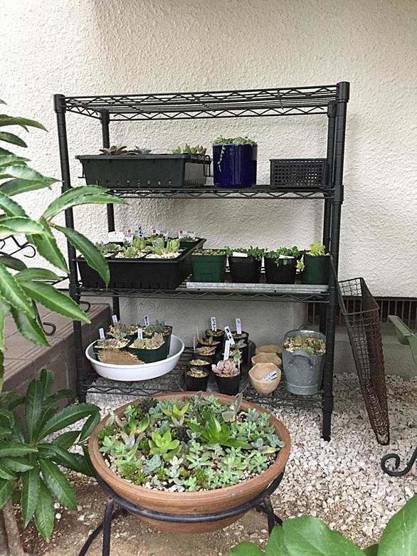 グリーンネックレスとは 動植物の人気 最新記事を集めました はてな