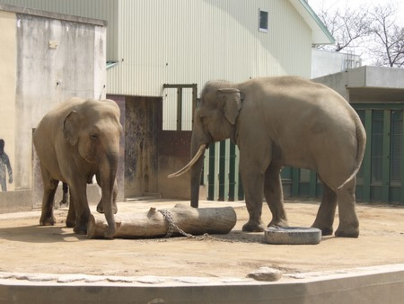 神戸市王子動物園 インドゾウ マック♂、ズセ♀、諏訪子♀ - どうでもいいけどとんがら日誌 Part 2.