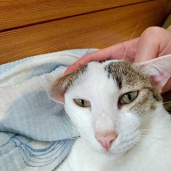 ジャパニーズボブテイルとは 動植物の人気 最新記事を集めました はてな