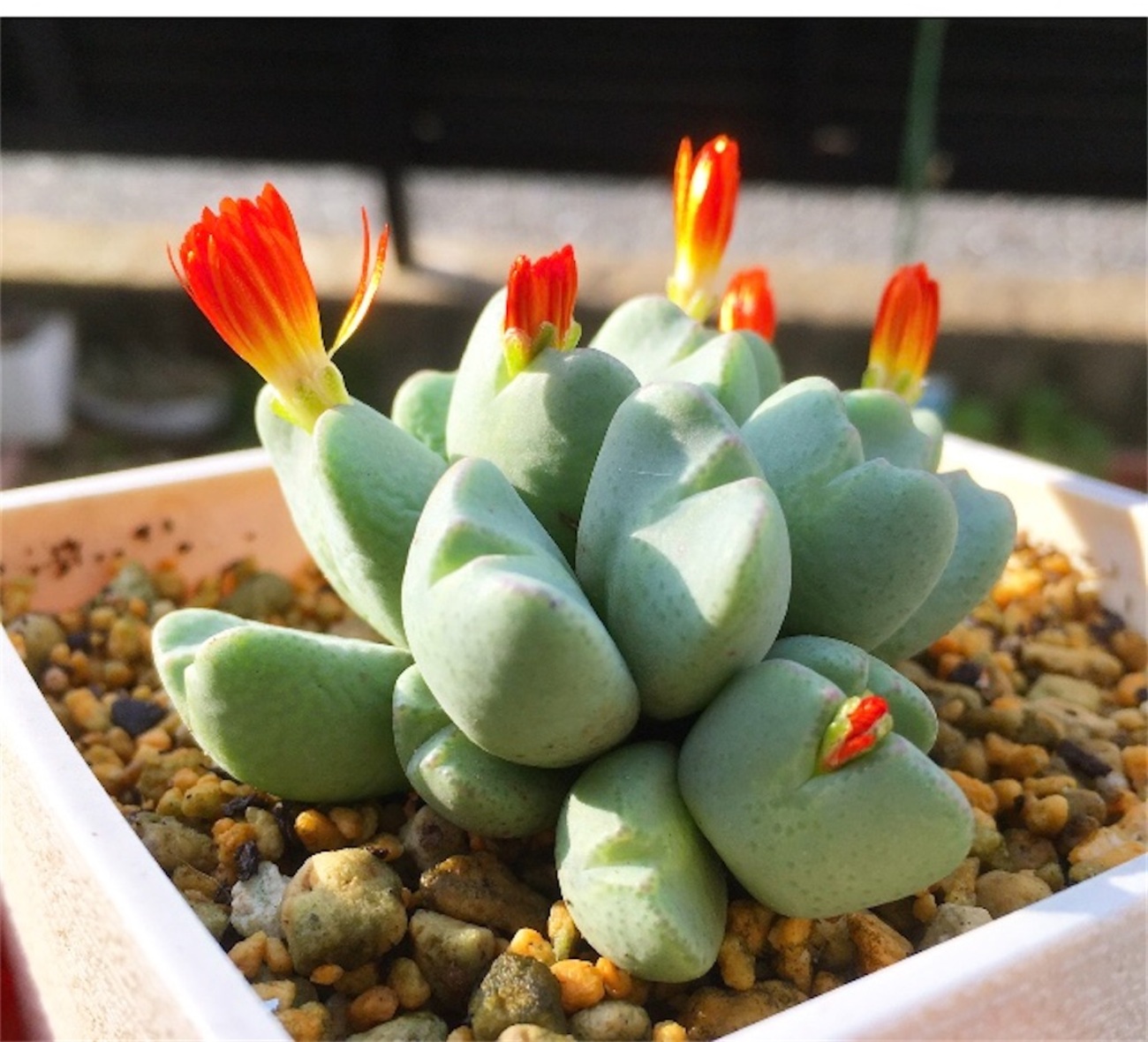 backend=imagemagick;version=1;