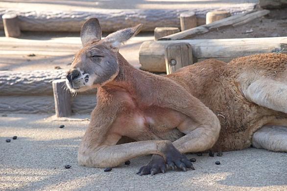 アカカンガルーとは 動植物の人気 最新記事を集めました はてな アカカンガルーとは 動植物の人気 最新記事を集めました はてな