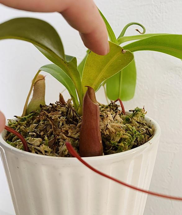 ウツボカズラとは 動植物の人気 最新記事を集めました はてな