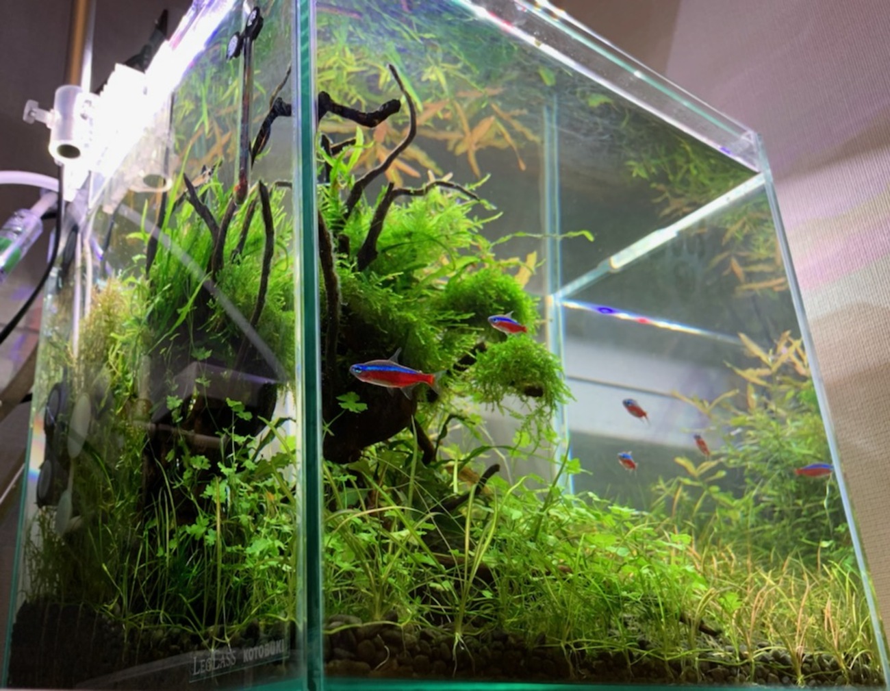 backend=imagemagick;version=1;