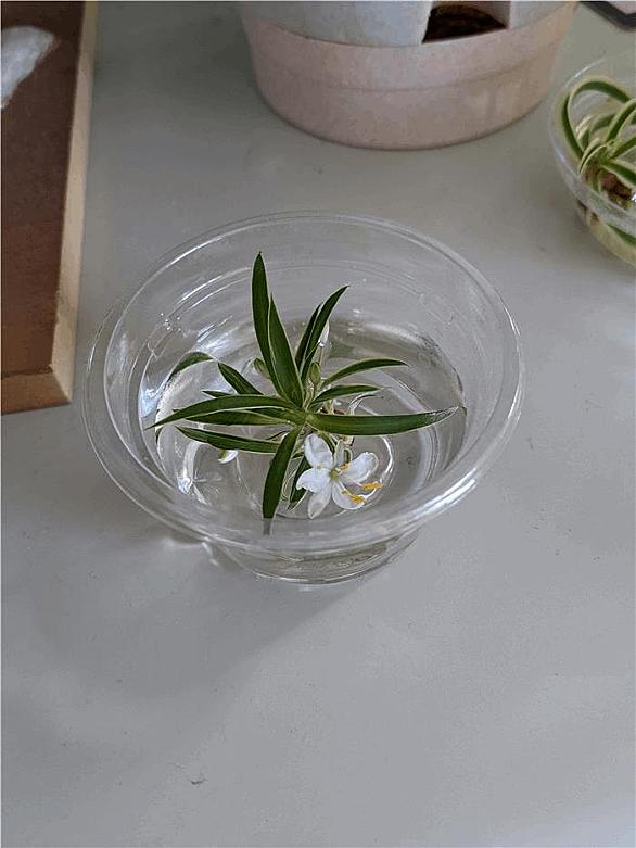 オリヅルランとは 動植物の人気 最新記事を集めました はてな オリヅルランとは 動植物の人気 最新記事を集めました はてな