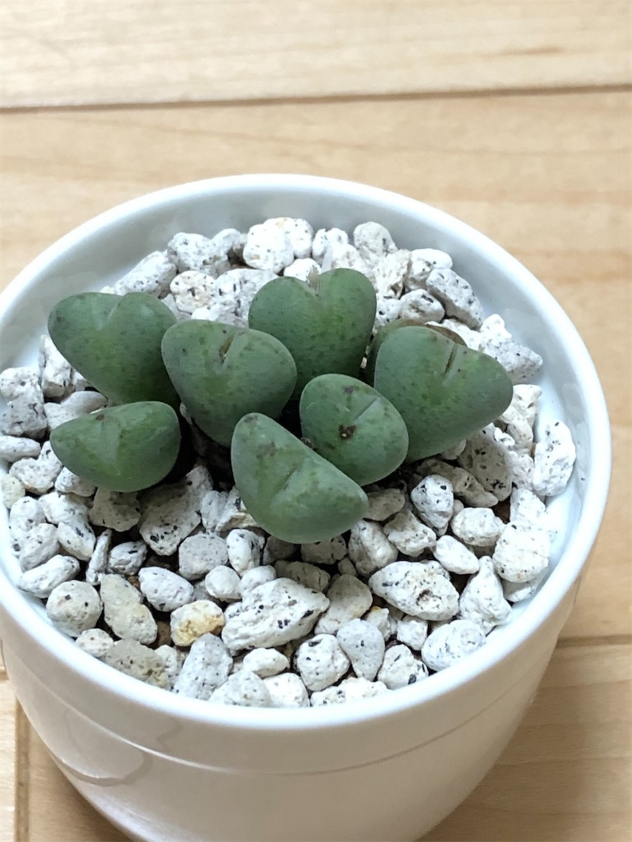 backend=imagemagick;version=1;