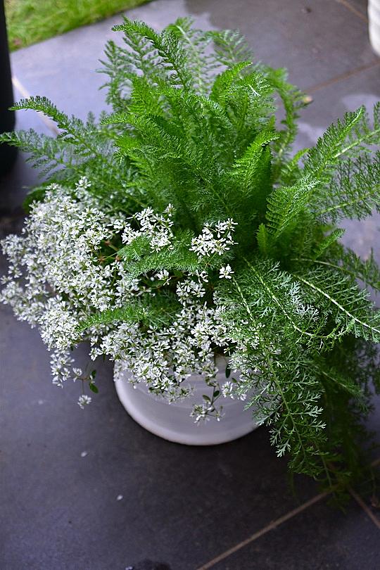 ロベリア プリンセス ブルーとは 人気 最新記事を集めました はてな