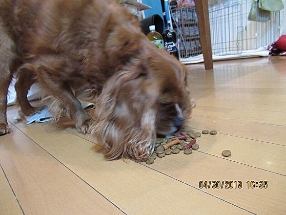 キャバリア キング チャールズ スパニエルとは 動植物の人気 最新記事を集めました はてな キャバリア キング チャールズ スパニエルとは 動植物の人気 最新記事を集めました はてな
