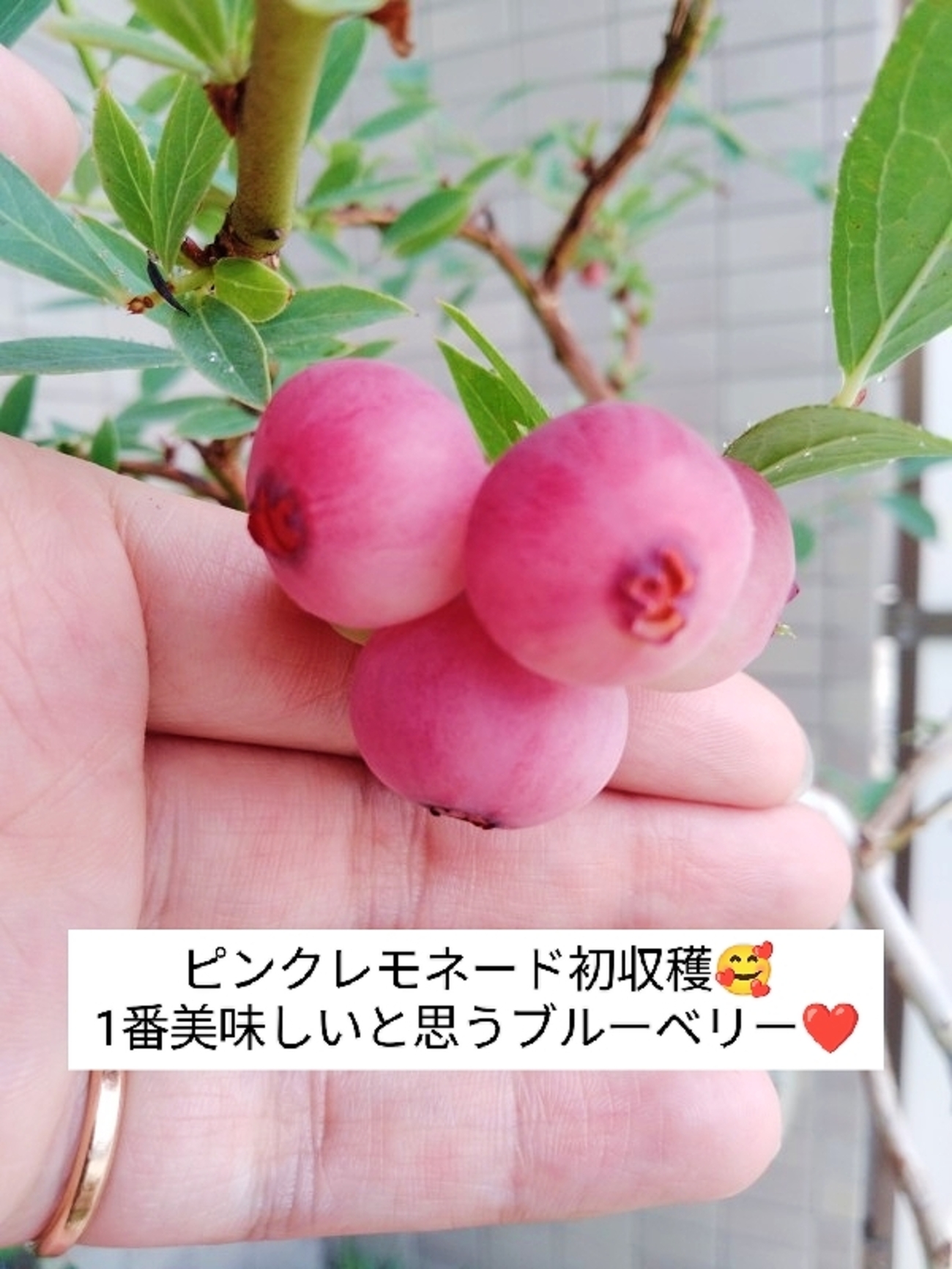 2022年6月 定期観測と栽培品種 ピンクレモネードが初収穫 ベランダでもピンクになったよ - ゆる果樹