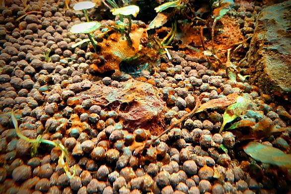 藍藻とは 動植物の人気 最新記事を集めました はてな 藍藻とは 動植物の人気 最新記事を集めました はてな