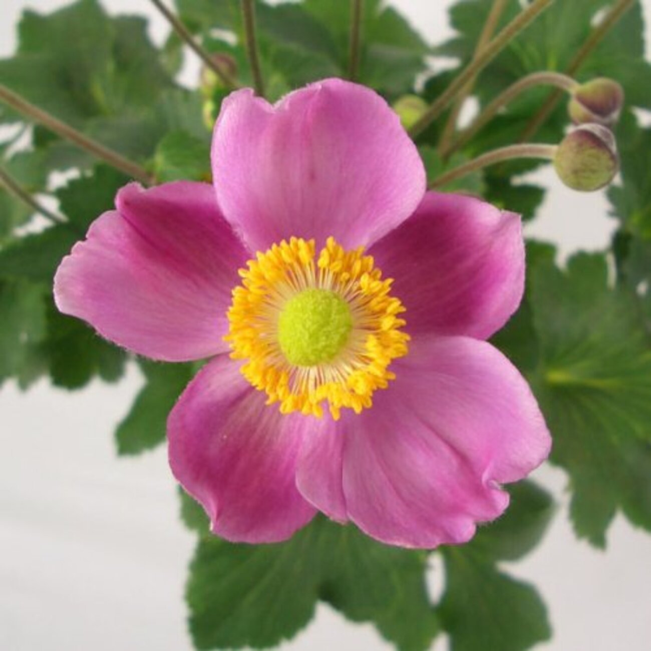 20210621ピンクの秋明菊の植え替えとお手入れ - plant02