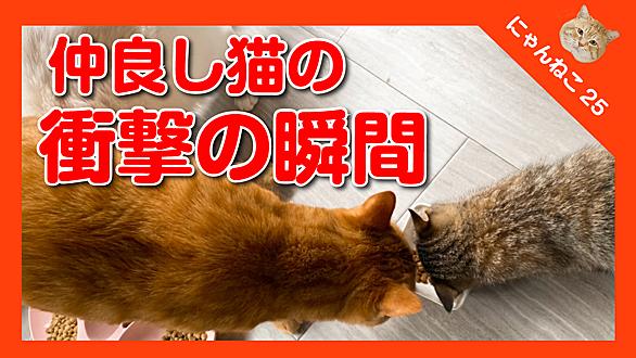 ブログランキング猫