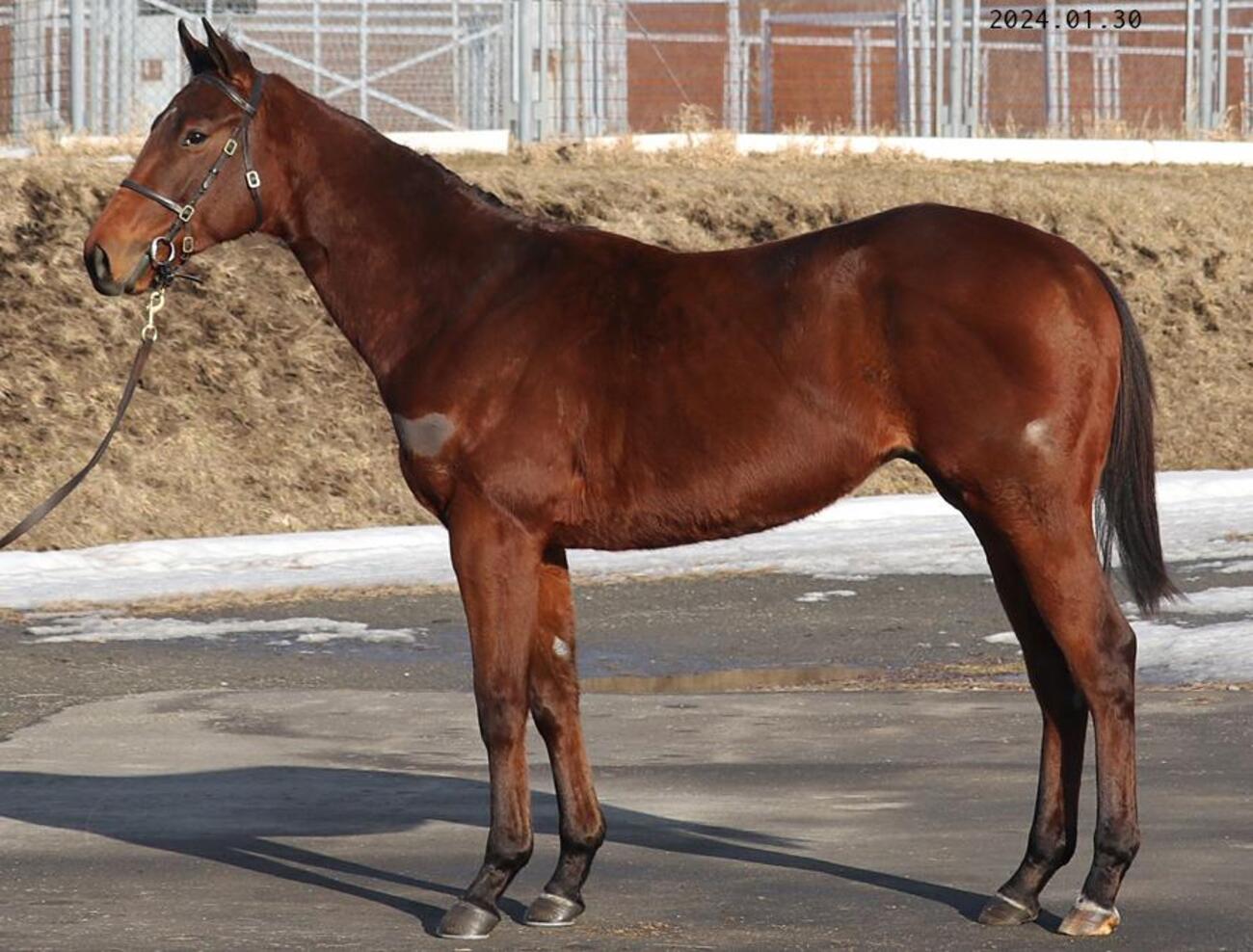 JRA競走に勝ったセール出身馬紹介(2025/11/22-24､19頭) - 馬市ドット