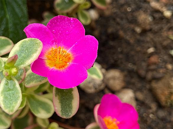 ポーチュラカとは 動植物の人気 最新記事を集めました はてな