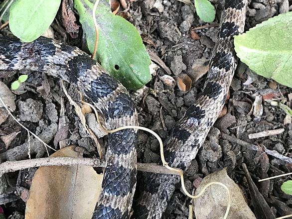 シロマダラとは 動植物の人気 最新記事を集めました はてな シロマダラとは 動植物の人気 最新記事を集めました はてな