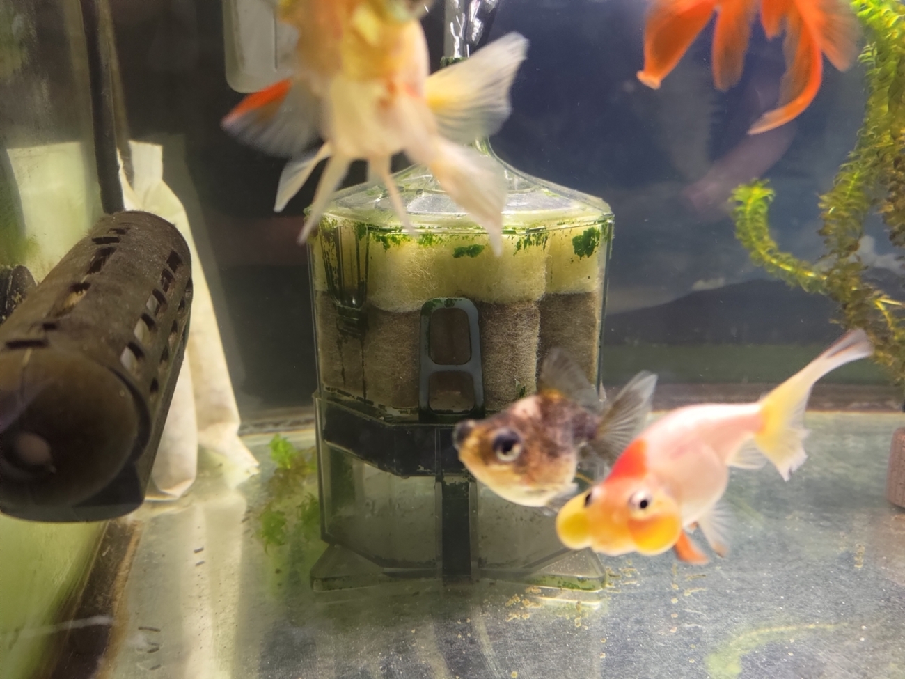 やっぱり水作エイトに戻る。安心と信頼の水作エイト。 - 金魚めんこ