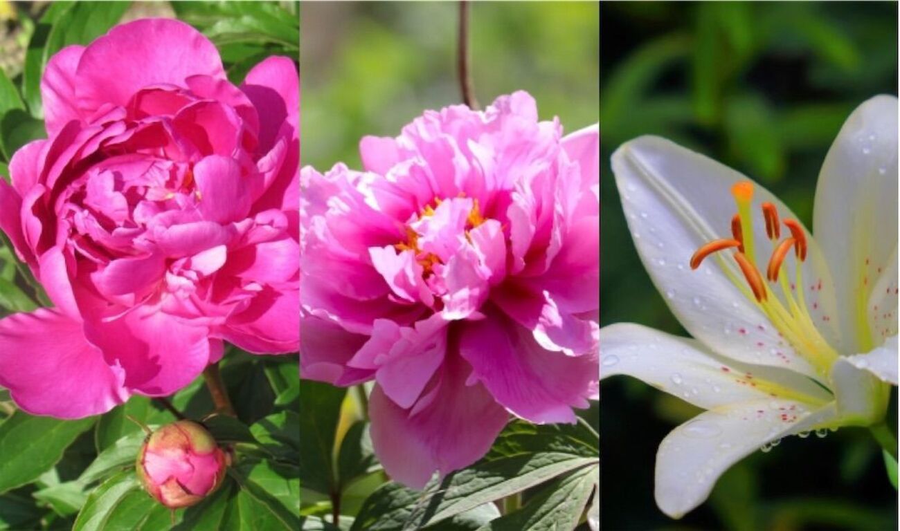 ことわざ】「立てば芍薬、座れば牡丹、歩く姿は百合の花」のルーツは 