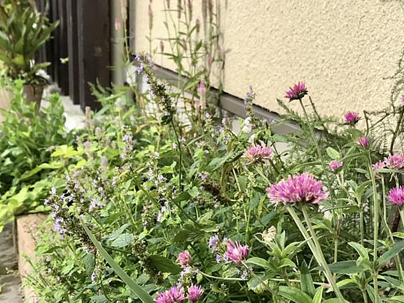 コリウスとは 動植物の人気 最新記事を集めました はてな コリウスとは 動植物の人気 最新記事を集めました はてな