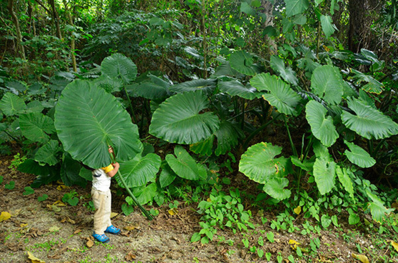 野生の観葉植物；クワズイモ - 街森研究所