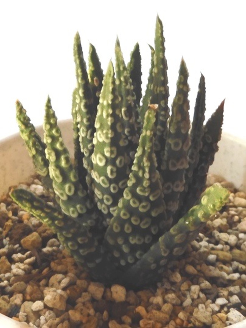 期間限定出品】ハオルチア ピリフェラ RIB0136 多肉植物（小さな保険株 