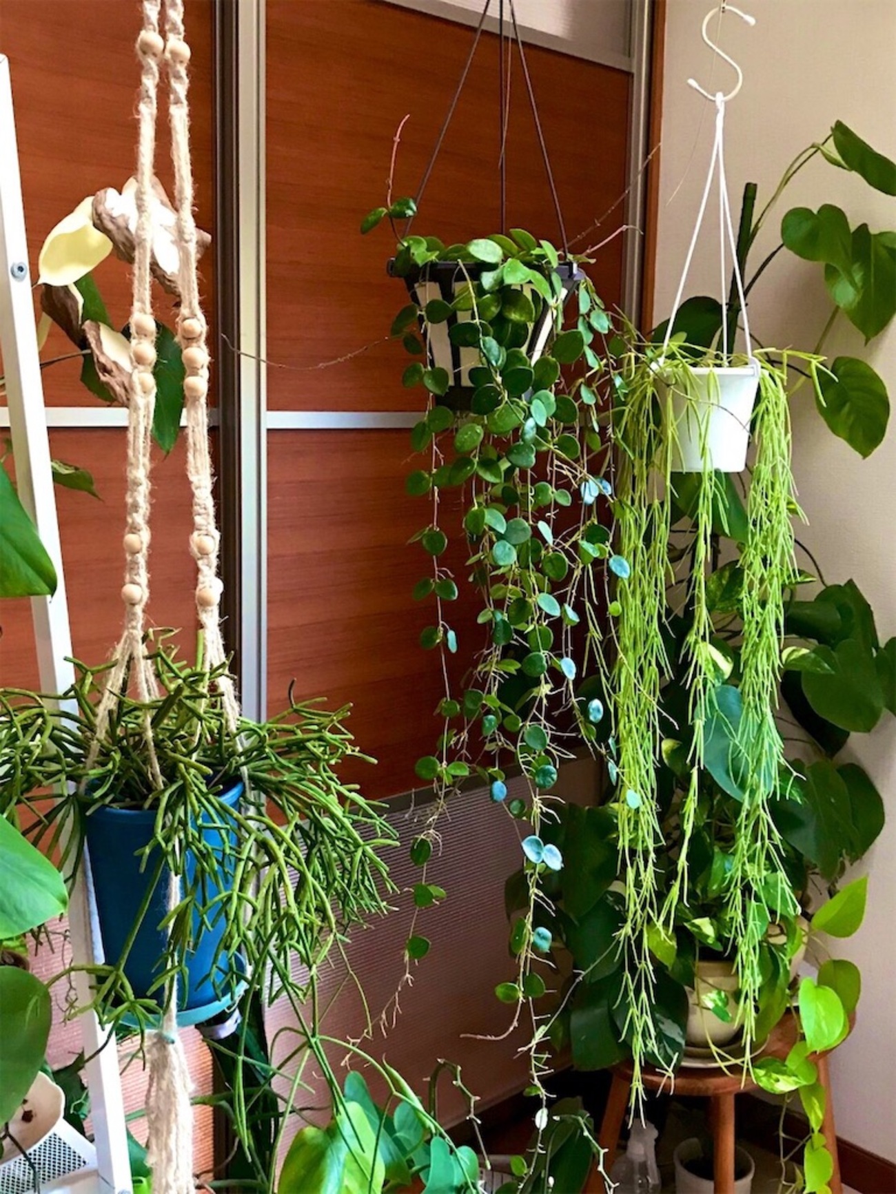 頑張れリネアリス🌱 ホヤの少し違う？育て方とおススメのお店