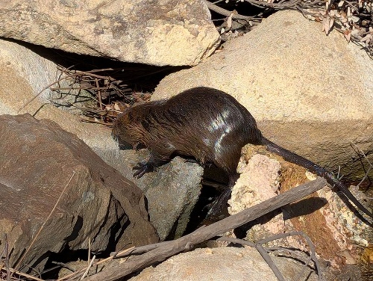 ヌートリア - coypus｜野生生物共有図鑑 学名：Myocastor nutria the 