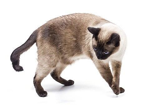 シャム猫とは 動植物の人気 最新記事を集めました はてな