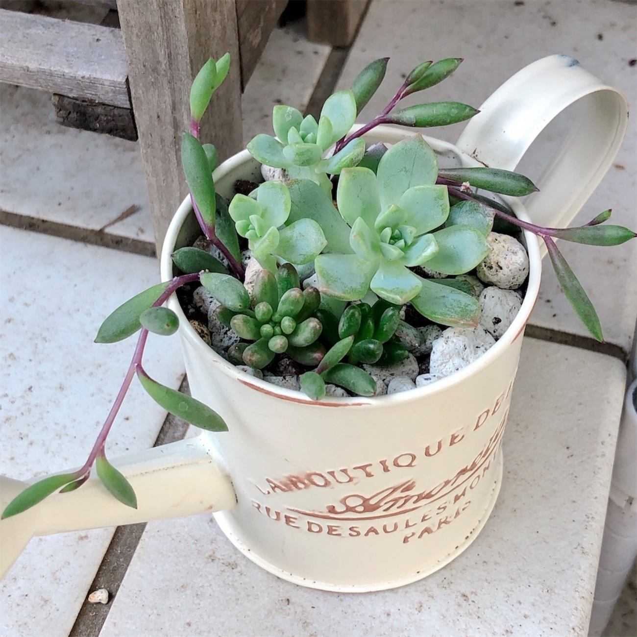 小さめの寄せ植えを作りました。〜プロリフィカ、虹の玉、オーロラ