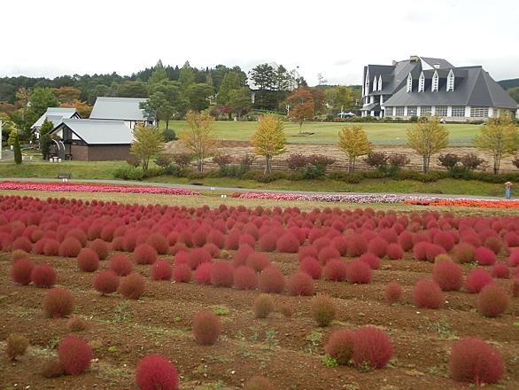 コキアとは 動植物の人気 最新記事を集めました はてな