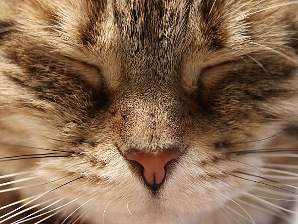 ねこのひげとは 映画の人気 最新記事を集めました はてな