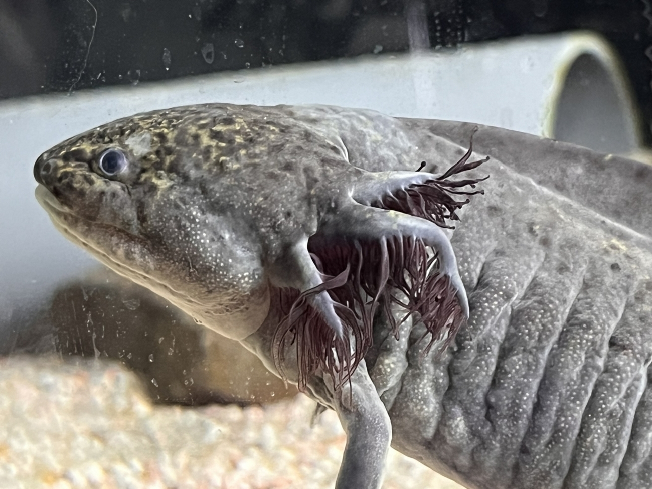 ウーパールーパーのカリウム添加法 - ザリガニ・ウーパールーパーの世界
