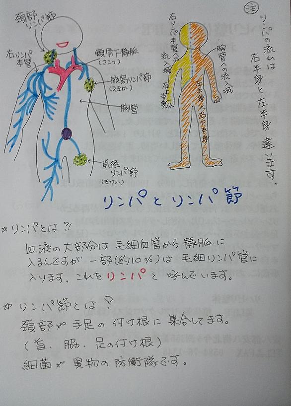 リンパ節とは サイエンスの人気 最新記事を集めました はてな リンパ節とは サイエンスの人気 最新記事を集めました はてな