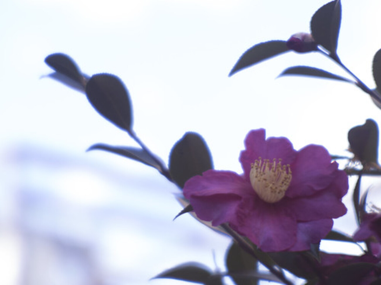 PENAX Q による FUJINON-TV 25mm F0.85 の作例 - マクロ☆スタイル