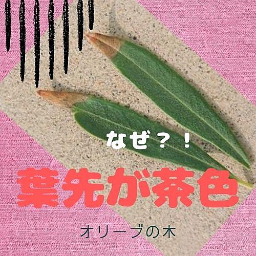 葉先が茶色とは 人気 最新記事を集めました はてな