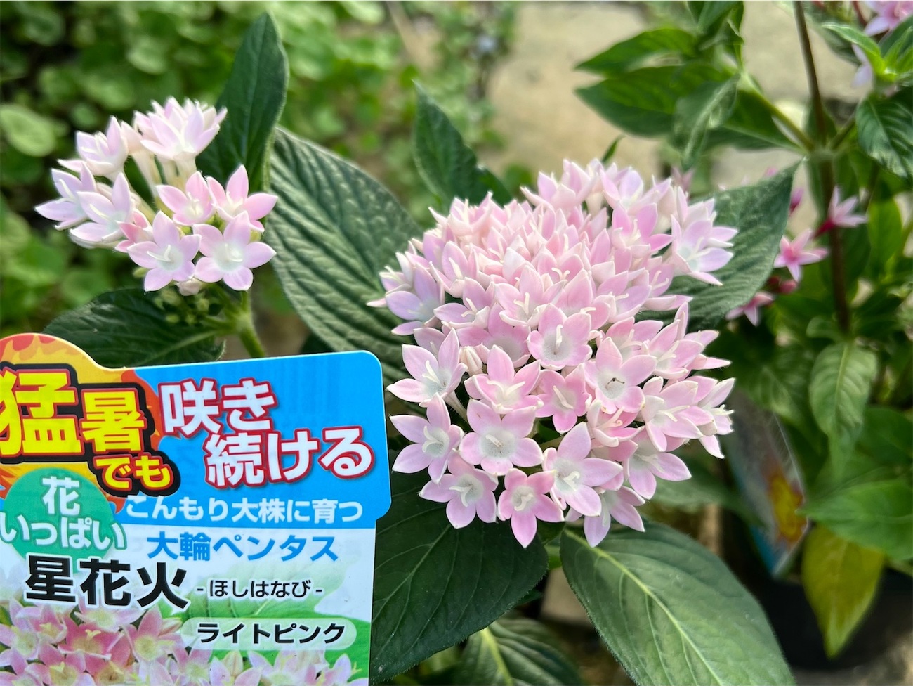 猛暑でも咲き続ける花苗買って来ました - 雑木とクレマチスの小さな庭