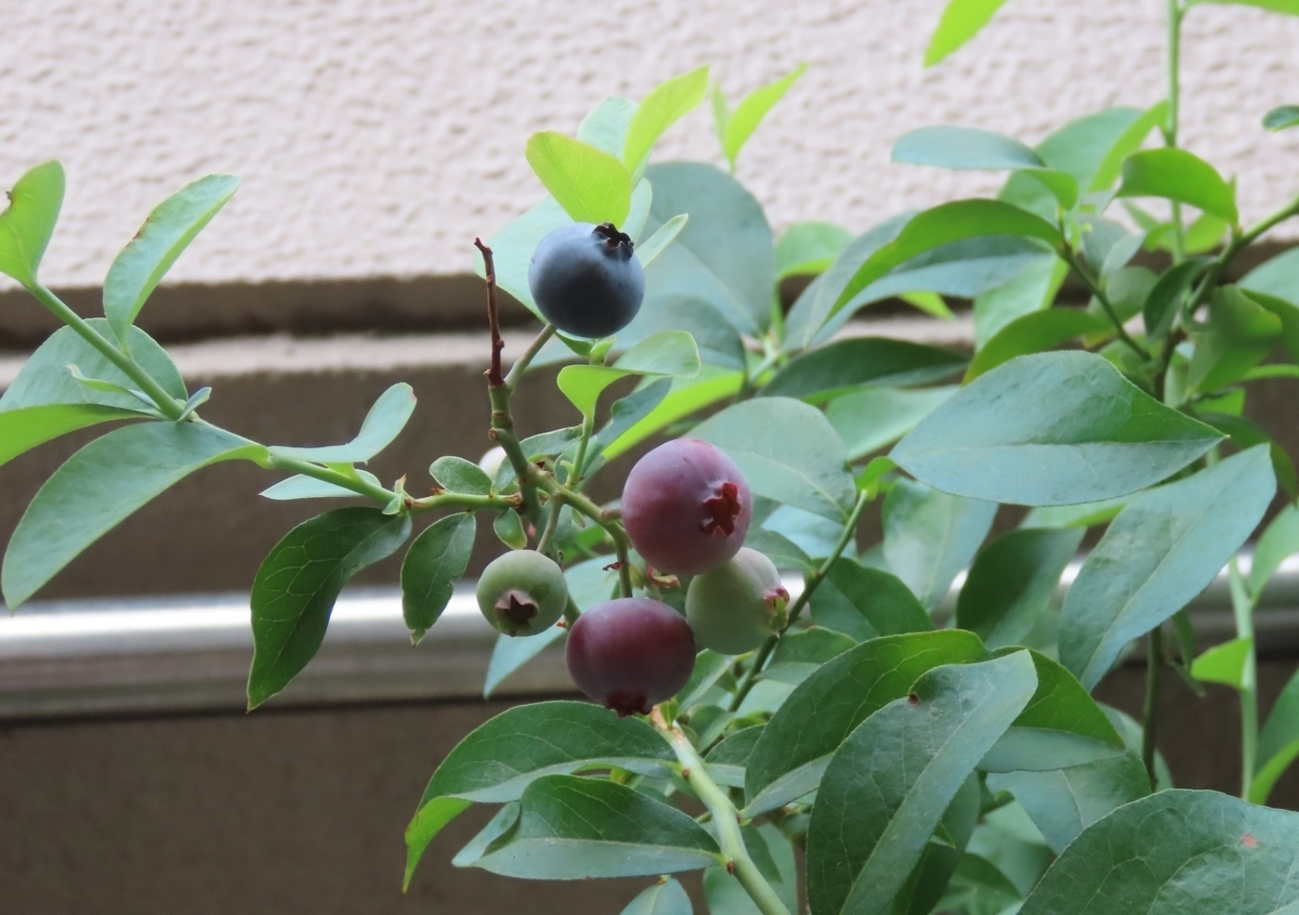 恐竜ざんまい～♪ - Yokoの気まぐれ日記