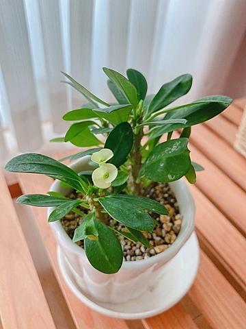 ハナキリンとは 動植物の人気 最新記事を集めました はてな ハナキリンとは 動植物の人気 最新記事を集めました はてな