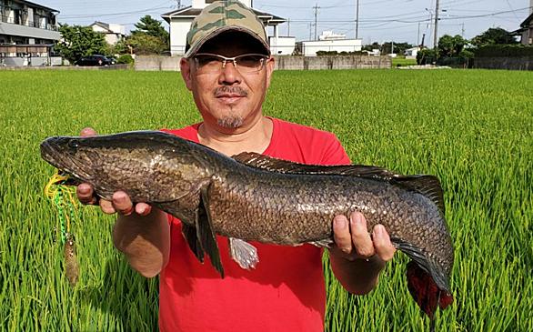 雷魚とは 動植物の人気 最新記事を集めました はてな 雷魚とは 動植物の人気 最新記事を集めました はてな