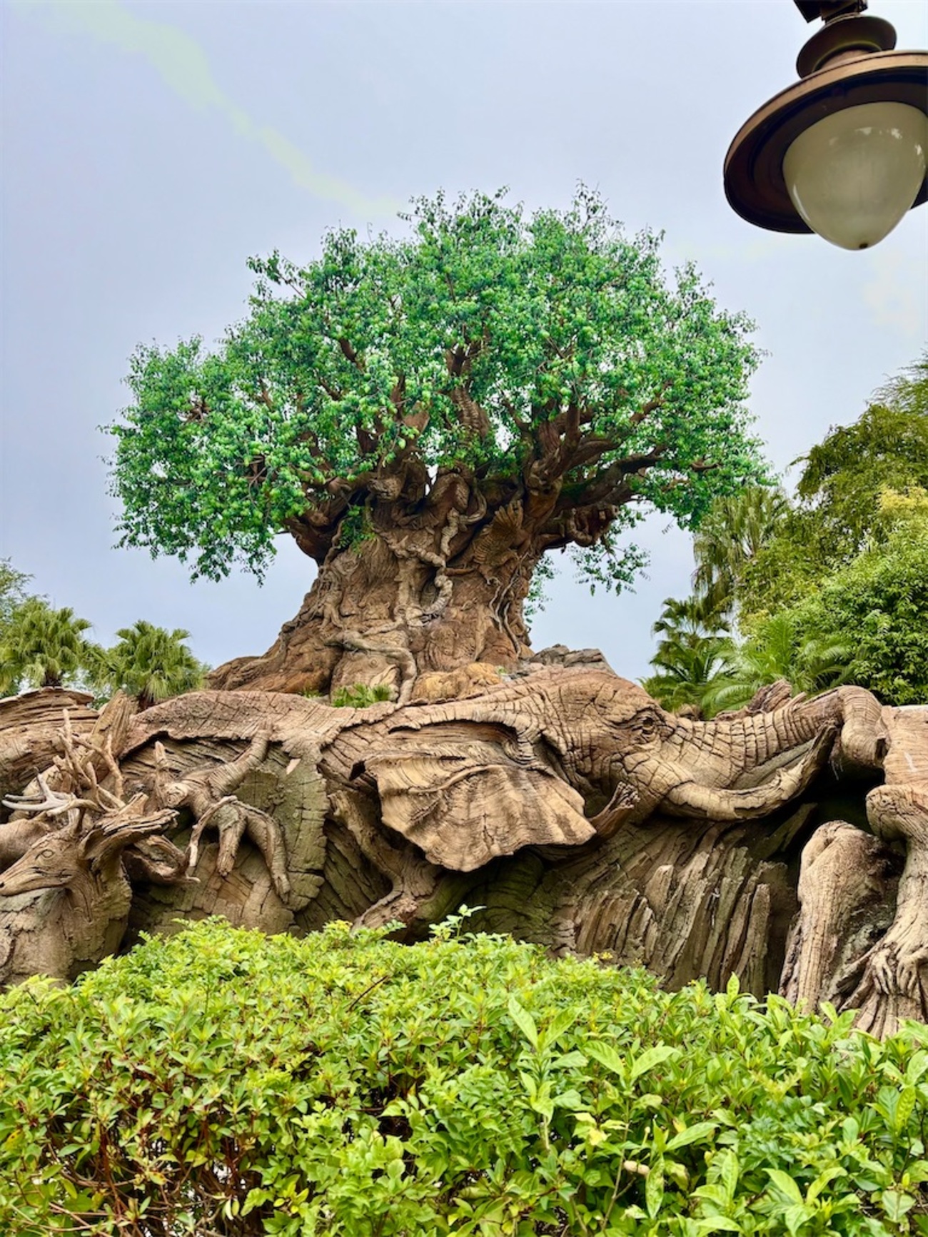 ディズニークルーズ＆WDW忘備録 #23】アニマル・キングダムでサファリ 