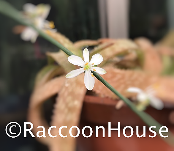 オリヅルランとは 動植物の人気 最新記事を集めました はてな