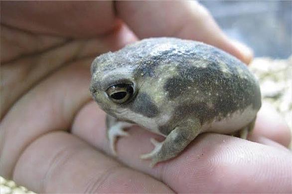 クランウェルツノガエルとは 人気 最新記事を集めました はてな