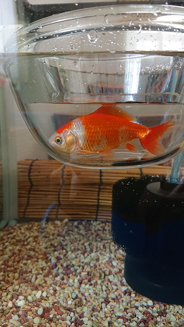 金魚部屋とは 人気 最新記事を集めました はてな