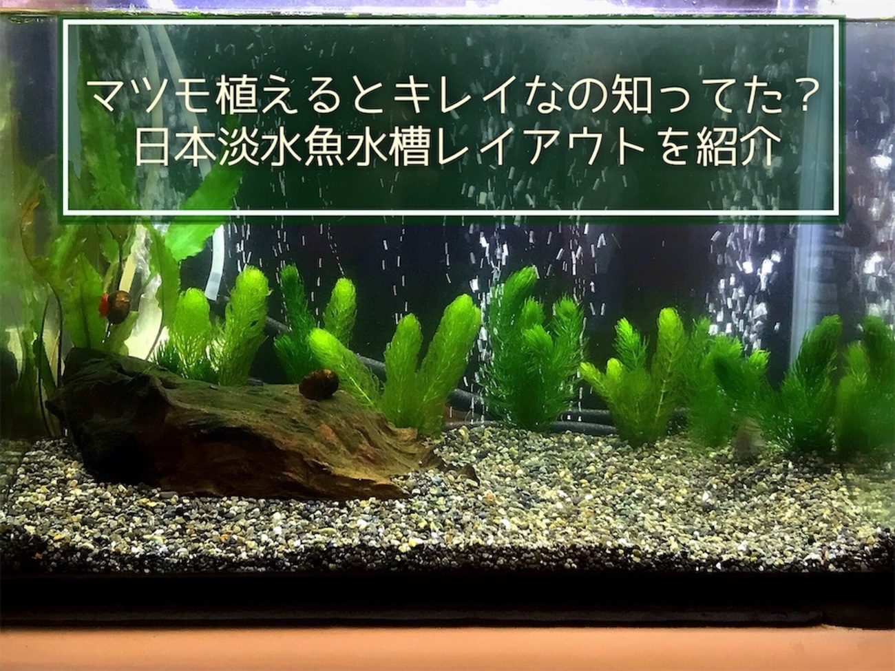 マツモ植えるとキレイなの知ってた？日本淡水魚水槽レイアウトを紹介 