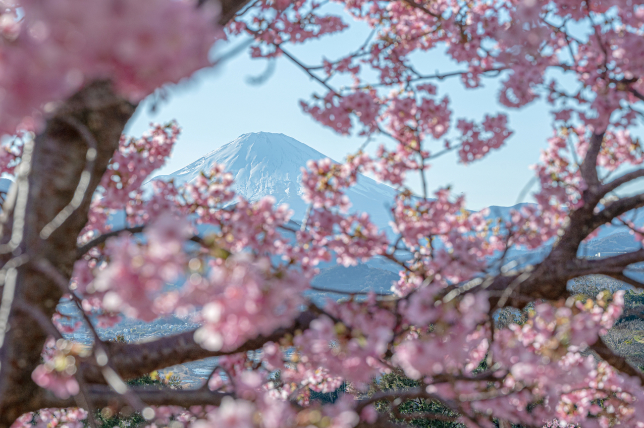 河津桜×富士山2021 〜その①〜 - Circulation - Camera