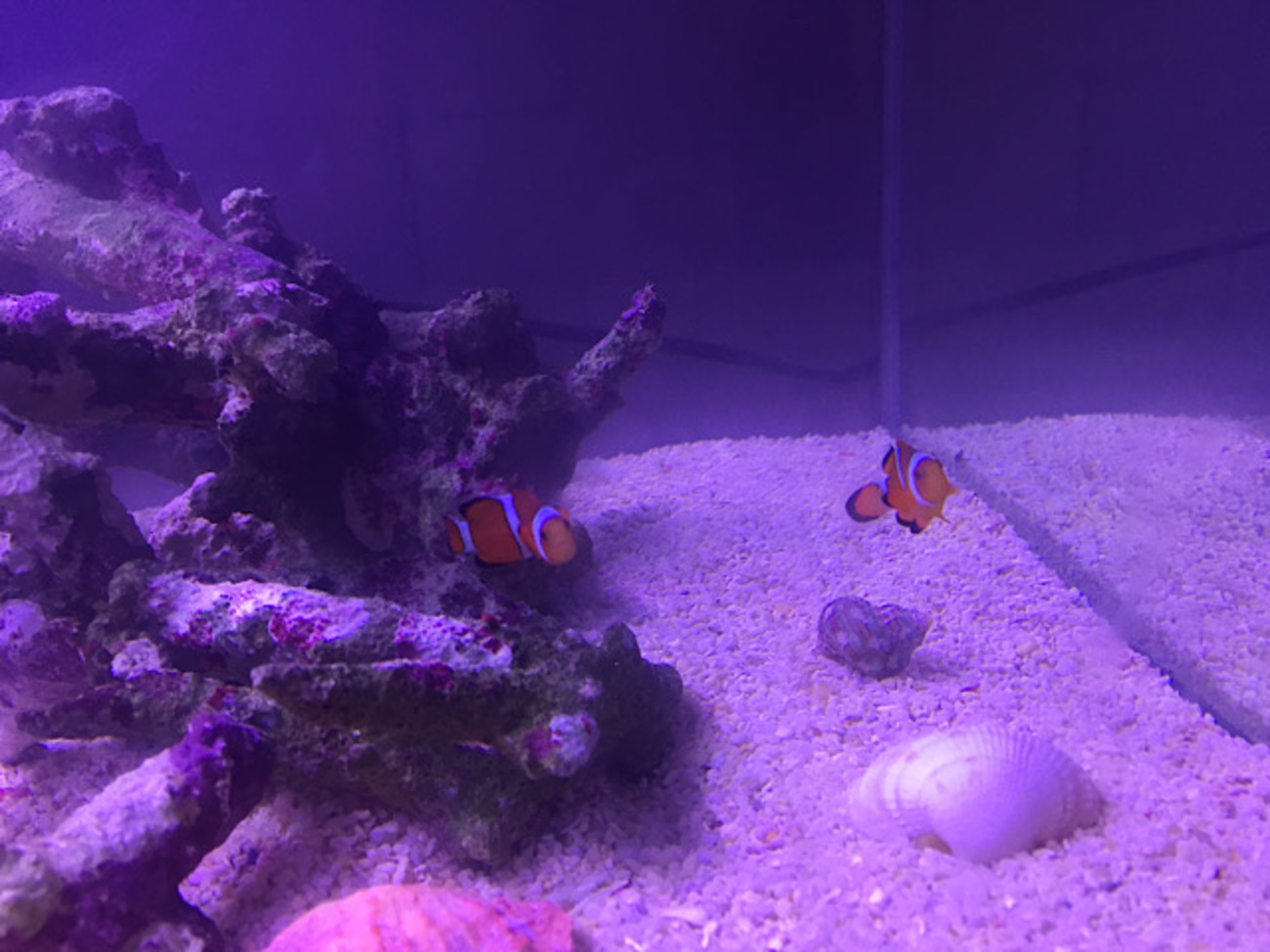 60cm水槽 海水魚飼育フルセット カクレクマノミ3匹付