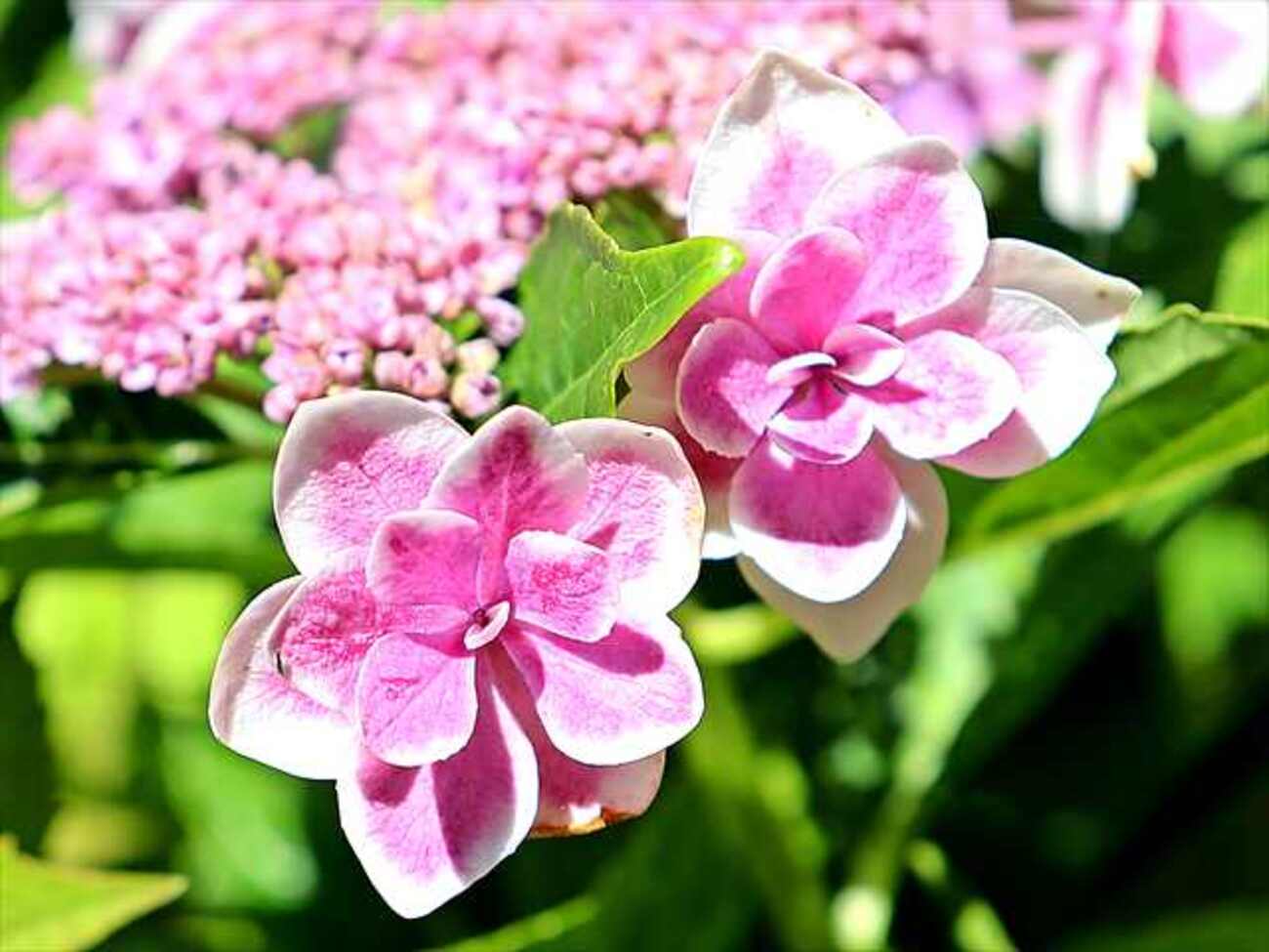 コンペイトウページ コンペイトウとアラモードほか♪（2026.6.11） - gardening3