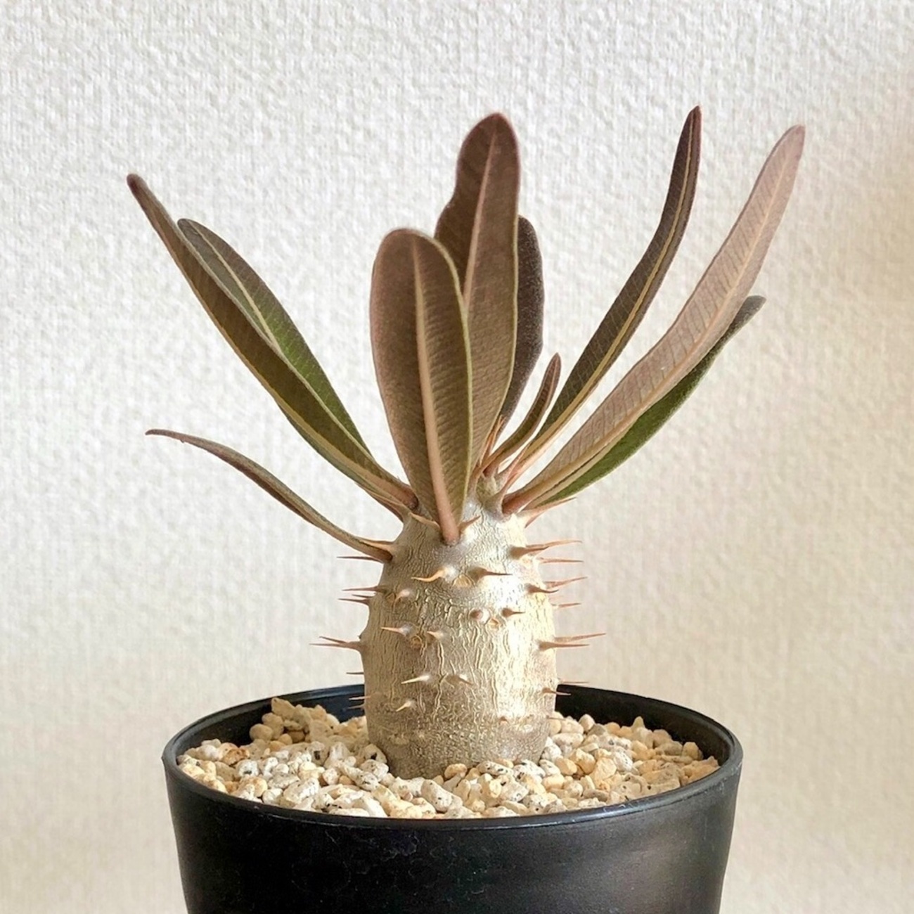 まとめ売り グラキリス エボリスピナ カクチペス まとめ売り