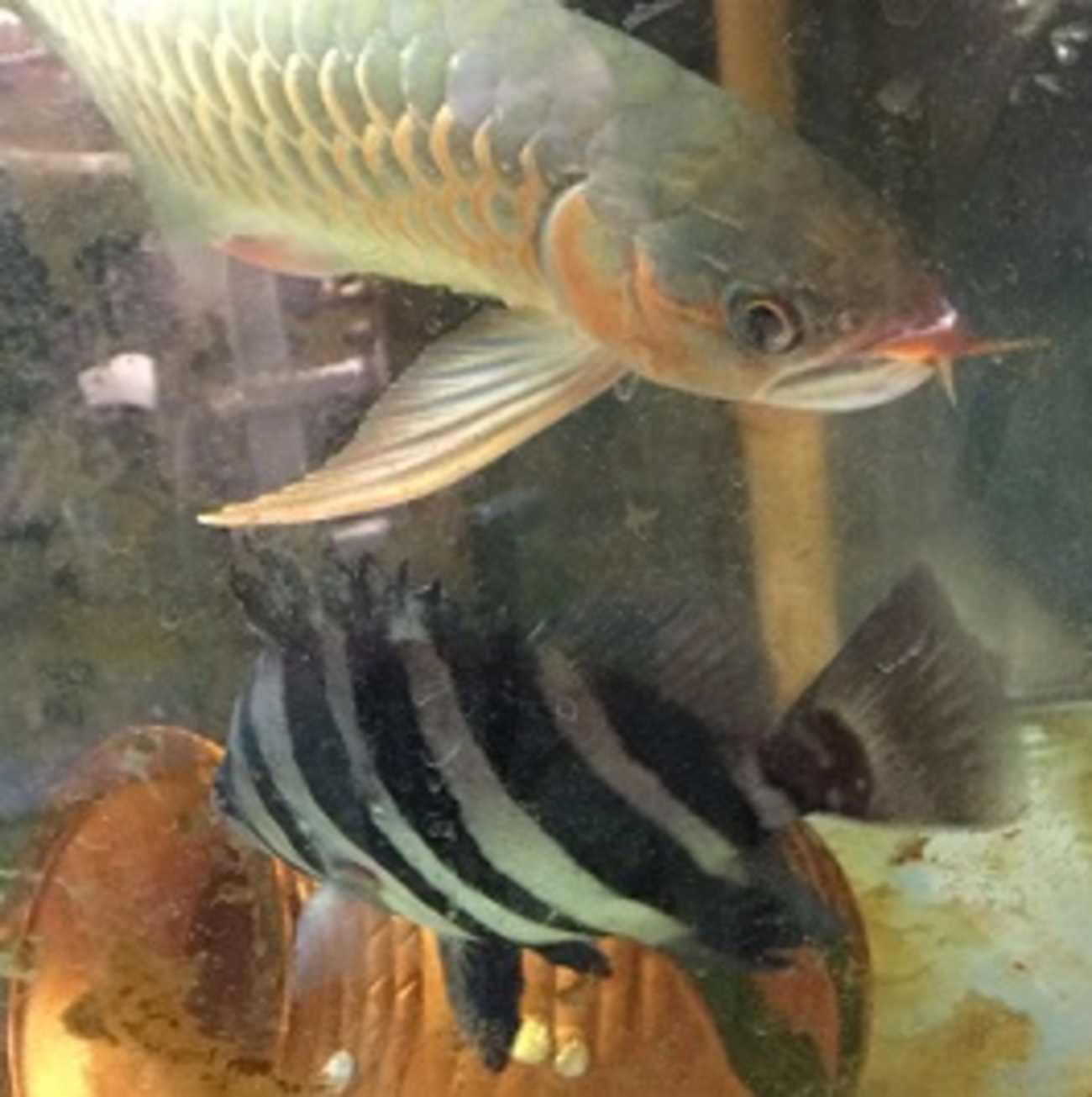 ダトニオプラスワン ～まるで海水魚の存在感～ - 熱帯魚・水草・昆虫 