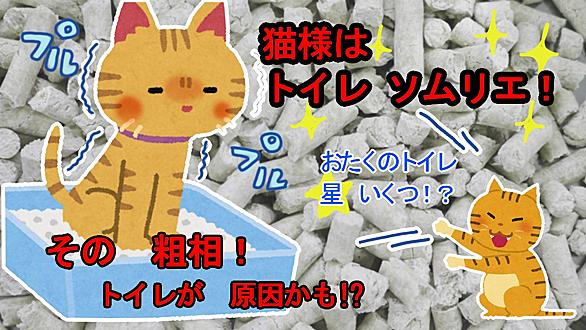 スコティッシュとは 一般の人気 最新記事を集めました はてな スコティッシュとは 一般の人気 最新記事を集めました はてな