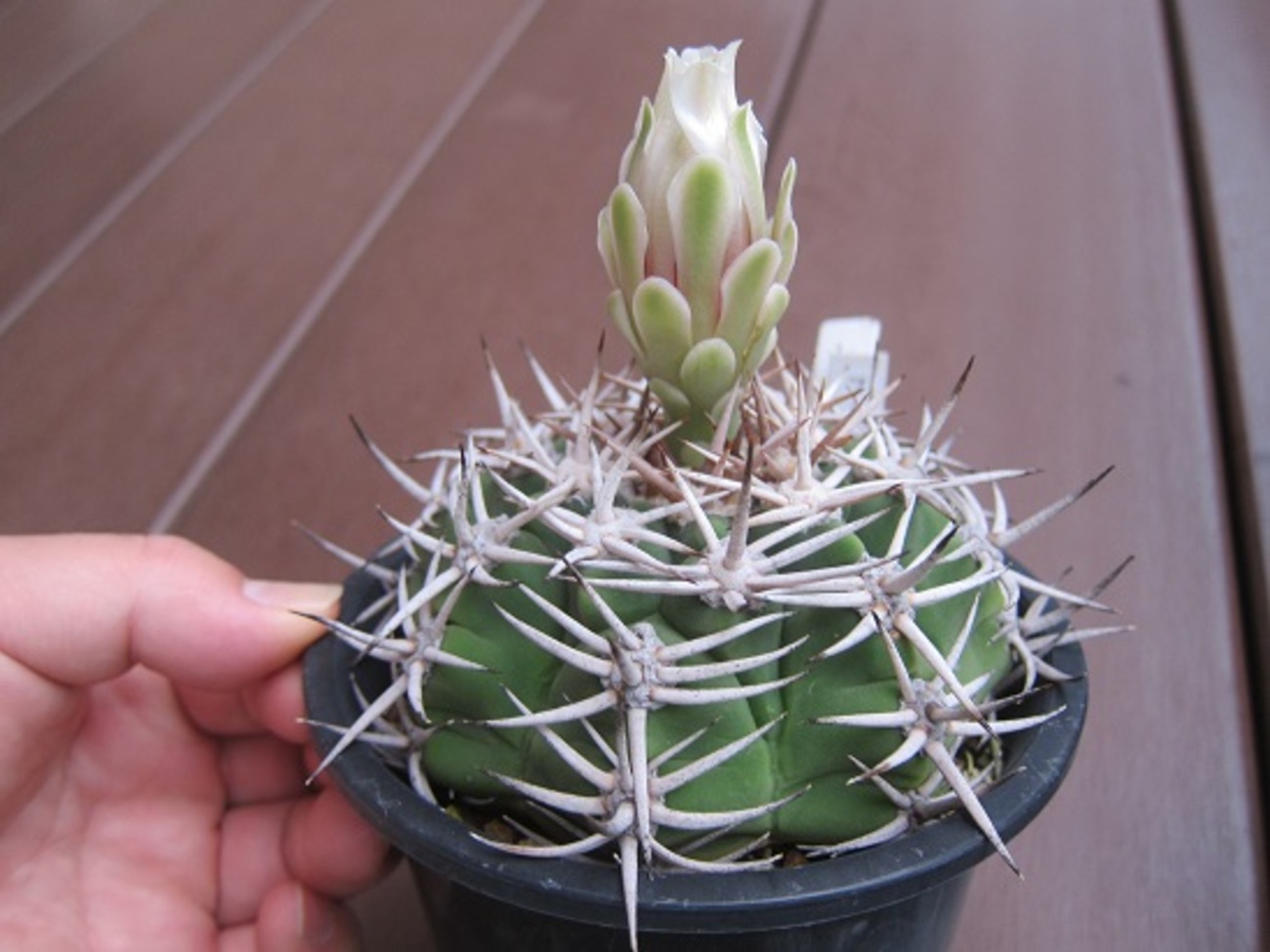 ギムノカリキウム フェロシオール 実生「Gymnocalycium