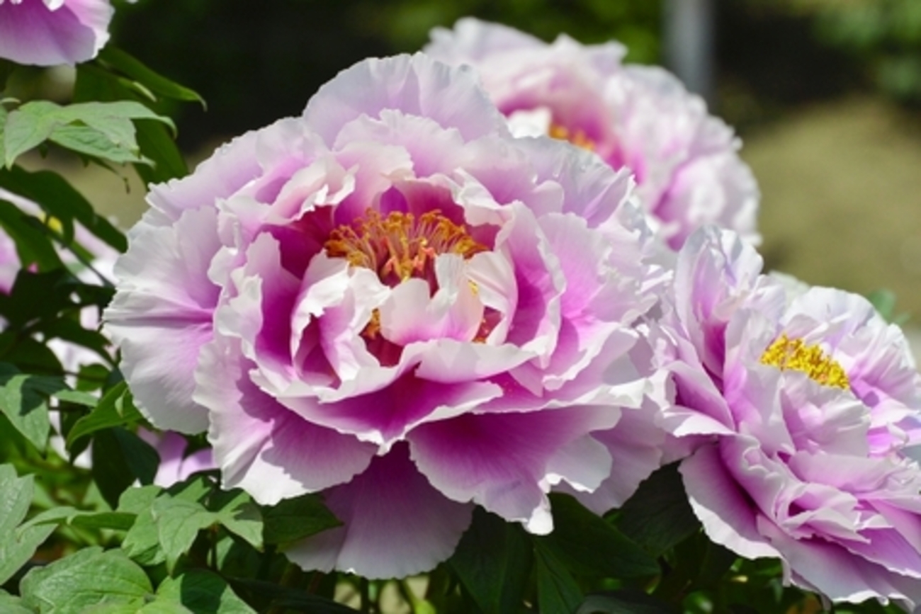 牡丹に関する雑学！ - 面白雑学・豆知識ブログ！